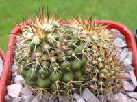 Copiapoa longistaminea