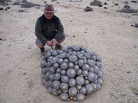 Copiapoa longistaminea