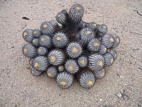 Copiapoa longistaminea