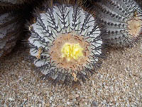 Copiapoa longistaminea