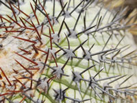 Copiapoa longistaminea