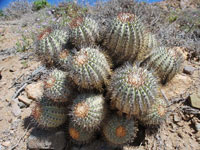 Copiapoa longistaminea