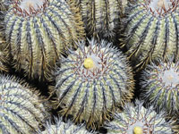 Copiapoa longistaminea