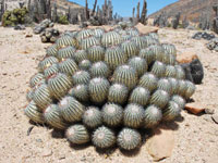 Copiapoa longistaminea