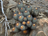 Copiapoa longistaminea