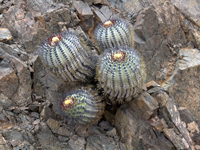 Copiapoa longistaminea