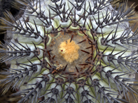 Copiapoa longistaminea