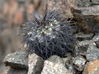 Copiapoa longistaminea