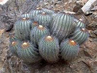 Copiapoa longistaminea