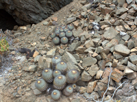 Copiapoa longistaminea