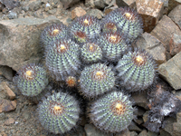 Copiapoa longistaminea