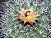 Copiapoa longistaminea