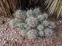 Coryphantha macromeris