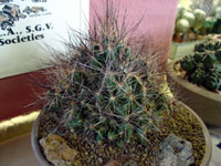 Coryphantha macromeris