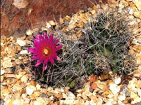 Coryphantha macromeris