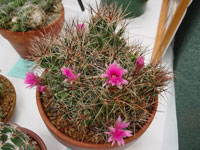 Coryphantha macromeris