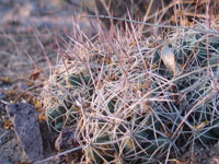 Coryphantha macromeris