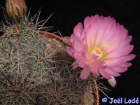 Coryphantha macromeris