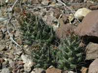 Coryphantha macromeris