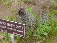 Coryphantha macromeris