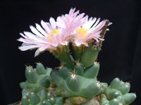 Coryphantha macromeris