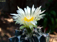 Coryphantha maiz-tablasensis