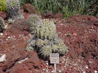 Copiapoa dealbata