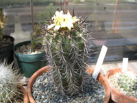 Copiapoa marginata