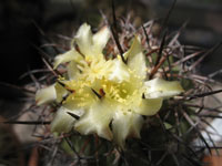 Copiapoa marginata