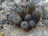 Copiapoa marginata