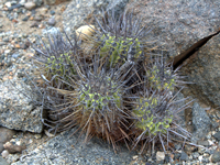 Copiapoa marginata