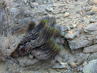 Copiapoa marginata