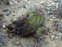 Copiapoa marginata