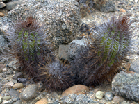 Copiapoa marginata