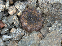 Copiapoa marginata