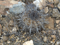 Copiapoa megarhiza