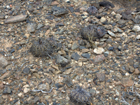 Copiapoa megarhiza