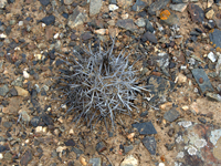 Copiapoa megarhiza