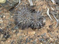 Copiapoa megarhiza