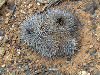 Copiapoa megarhiza