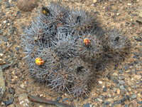 Copiapoa megarhiza