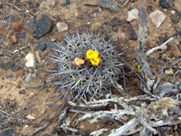 Copiapoa megarhiza