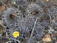 Copiapoa megarhiza