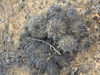 Copiapoa megarhiza