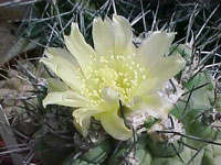 Copiapoa megarhiza