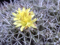 Copiapoa megarhiza