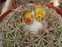 Coryphantha melleospina