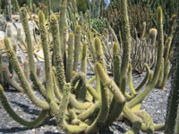 Cleistocactus micropetalus