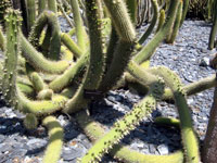 Cleistocactus micropetalus