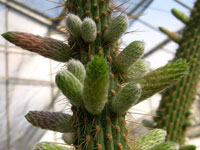 Cleistocactus micropetalus